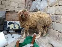 Qoç, Qoyunlar — foto 2