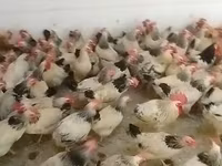 Chickens — फ़ोटो 3