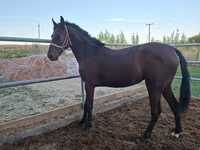Бие, Kazakh horse — 1-сурет