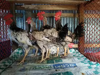 Chickens — फ़ोटो 6