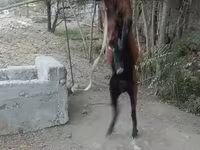 تيس, الماعز — الصورة 3
