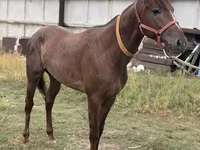 Caballo, Arabian horse — foto 7