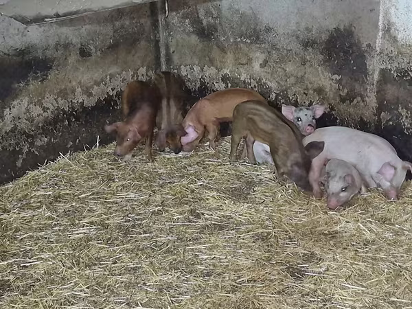 母猪, Pigs