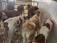 Bulle, Simmental cattle — Foto 1