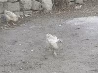 Chickens — फ़ोटो 1