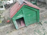 İt yuvası satılır - Material: taxtadan hazırlanmış, möhkəm karkas - — Foto 3