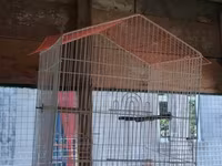 Vatsapla elaqe saxlasyin quslar qefesler Məhsul: Nimfa (Cockatiel) — الصورة 4