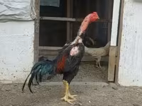 Chickens — photo 4