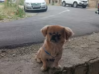 Cins: Pekinges (Pekingese) Rəng: açıq qəhvəyi/qızılı Cinsiyyəti: erkək — фото 4