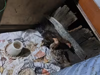 Chickens — الصورة 2