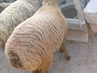 Schaf, Schafe — Foto 1