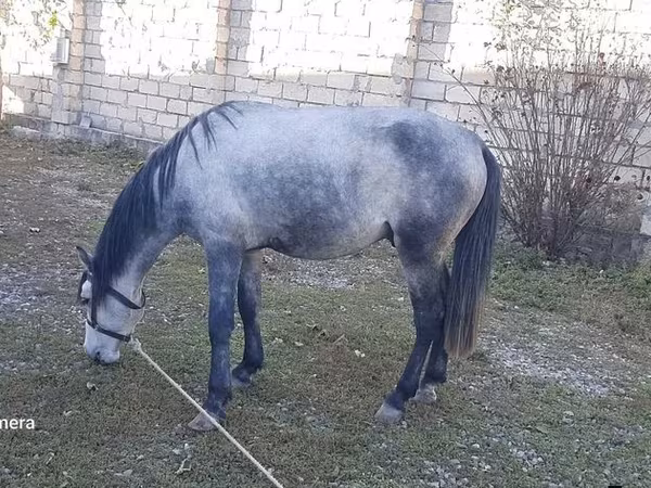 Caballos (lote, sexo no especificado), Caballos