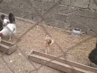 Chickens — الصورة 1
