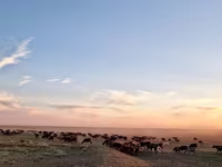 Oveja, Kazakh fat-tailed coarsewool sheep — foto 2