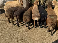 Ovejas (lote, sexo no especificado), Ovejas — foto 1