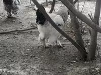 دومينانت — الصورة 1