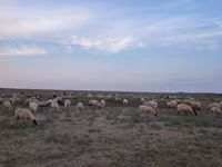 Вівці (партія, стать не вказано), Вівці — фото 4