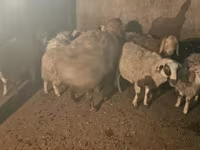 Widder, Hissar sheep — Foto 2