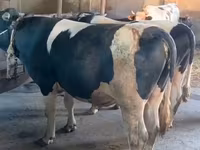 Bulle, Holstein-Rasse — Foto 2