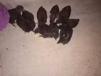 Australorp — Foto 1
