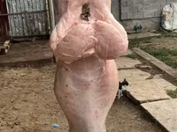 मेढ़ा, भेड़ — फ़ोटो 5