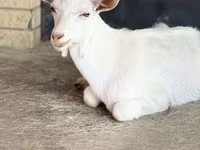 Ziege, Saanen goat — Foto 8