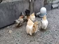 Bantam — Foto 4