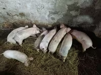 Schweine (Partie, Geschlecht nicht angegeben), Schweine — Foto 1