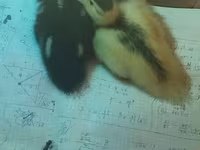 Ducks — 2-сурет