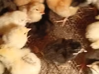 Chickens — 5-rasm