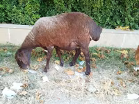Oveja, Ovejas — foto 1