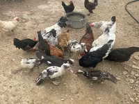 Chickens — Foto 4
