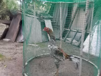 Chickens — الصورة 2