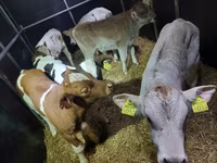 Bulle, Simmental cattle — Foto 3