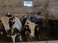 Bulle, Russian Black pied cattle — Foto 6