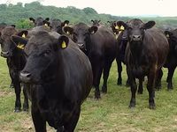 गाय, गोलस्टीन नस्ल — फ़ोटो 7
