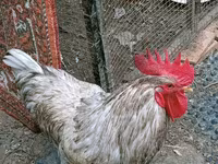 Chickens — फ़ोटो 1