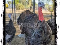 Turkeys — Foto 5
