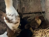 Ducks — foto 2