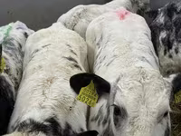 Rinder (Partie, Geschlecht nicht angegeben), Simmental cattle — Foto 4