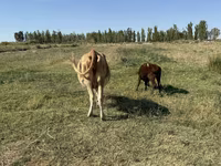 Sigir, Latvian Blue cattle — 7-rasm