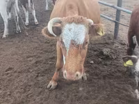 بقرة, Simmental cattle — الصورة 6