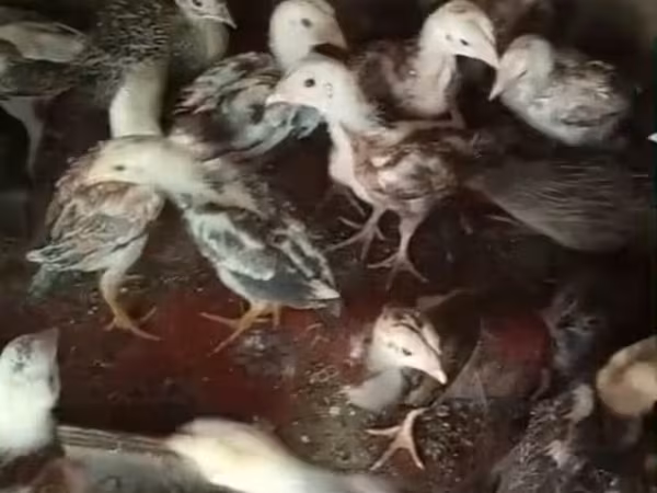 Chickens