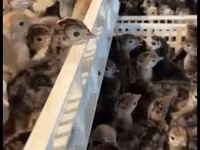 Turkeys — Foto 4