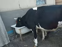 गाय, गोलस्टीन नस्ल — फ़ोटो 2