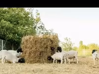 Widder, Dorper sheep — Foto 4