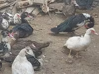 Ducks — Foto 4