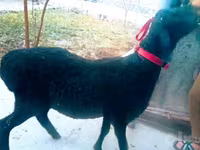公羊, Hissar sheep — 照片 2