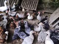 Ducks — 1-rasm