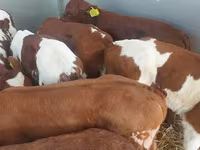 ثور, Simmental cattle — الصورة 2